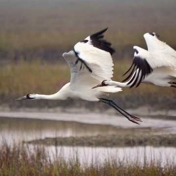 Whooping cranes in flight, Aransas National Wildlife Refuge