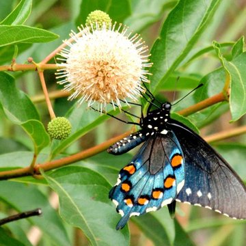 Pipevine Swallowtail, Vanderpool, TX