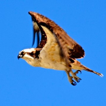 Osprey, Dunedin, FL