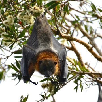 Grey-headed Flying Fox, Sydney, Australia