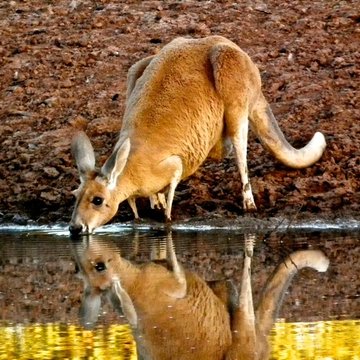 Euro Wallaroo, The Outback, Australia