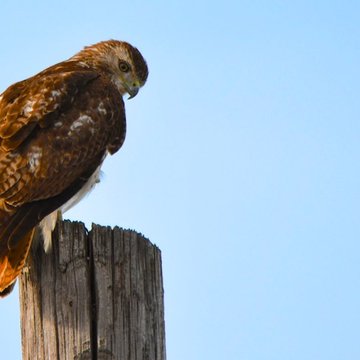 Red-tailed Hawk, Austin, TX