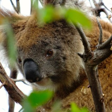 Koala, Great Ocean Rd, Australia