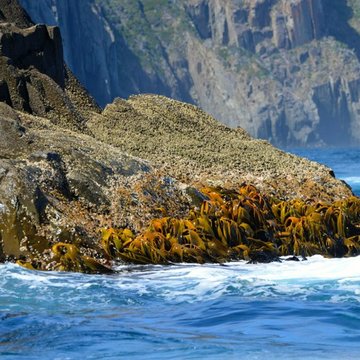 Tasman Island, Tasmania, Australia