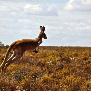 Red Kangaroo, The Outback, Australia