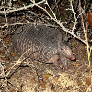 Armadillo, Barksdale, TX