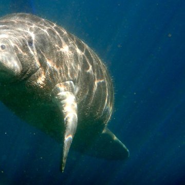 Manatee, Crystal River, FL
