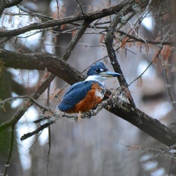 Ringed Kingfisher, Bandera, TX