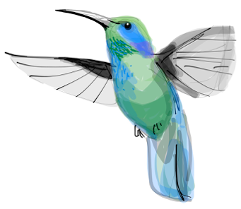Hummingbird illustration