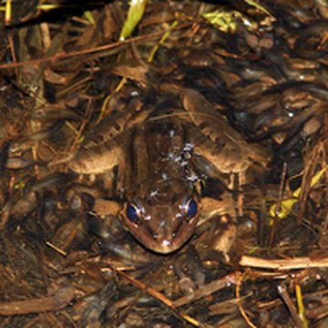 Frog research in Panama