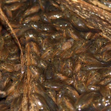 Frog research in Panama