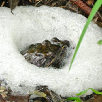 Frog research in Panama