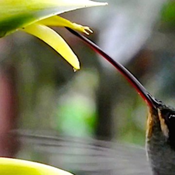 Hummingbird at Centro Colibrí Gorriazul