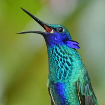 Hummingbird at Centro Colibrí Gorriazul