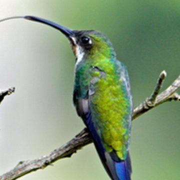 Hummingbird at Centro Colibrí Gorriazul