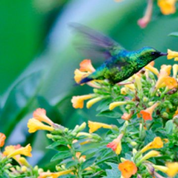 Hummingbird at Centro Colibrí Gorriazul