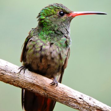 Hummingbird at Centro Colibrí Gorriazul
