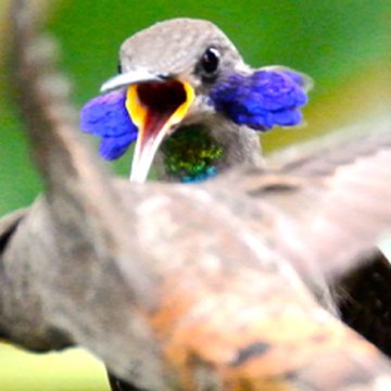 Hummingbird at Centro Colibrí Gorriazul
