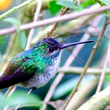Hummingbird at Centro Colibrí Gorriazul