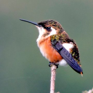 Hummingbird at Centro Colibrí Gorriazul