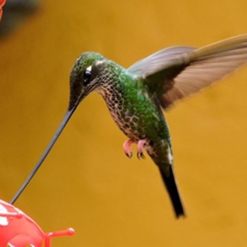 Hummingbird at Centro Colibrí Gorriazul