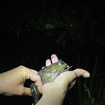 Bullfrog on a night field trip