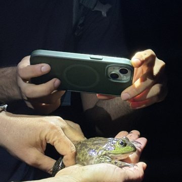 Bullfrog on a night field trip