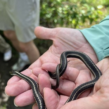 Garter snake