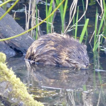 Muskrat at the Union Bay Natural Area