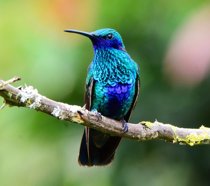 Hummingbird on a branch